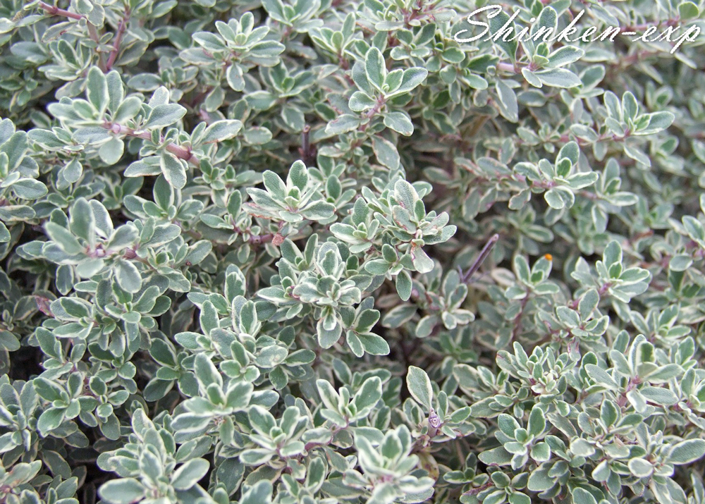 Silver-thyme