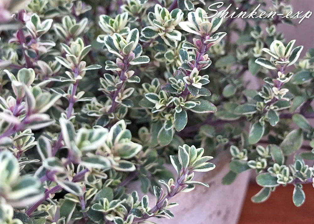 Silver-thyme