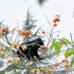 頭上から〇〇〇が降ってきた!その2