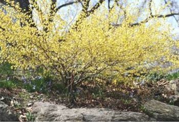 春を告げる 黄色い花たち おすすめの花木を紹介します 厚木 座間 海老名のエクステリア 工事なら新建エクスプランニング
