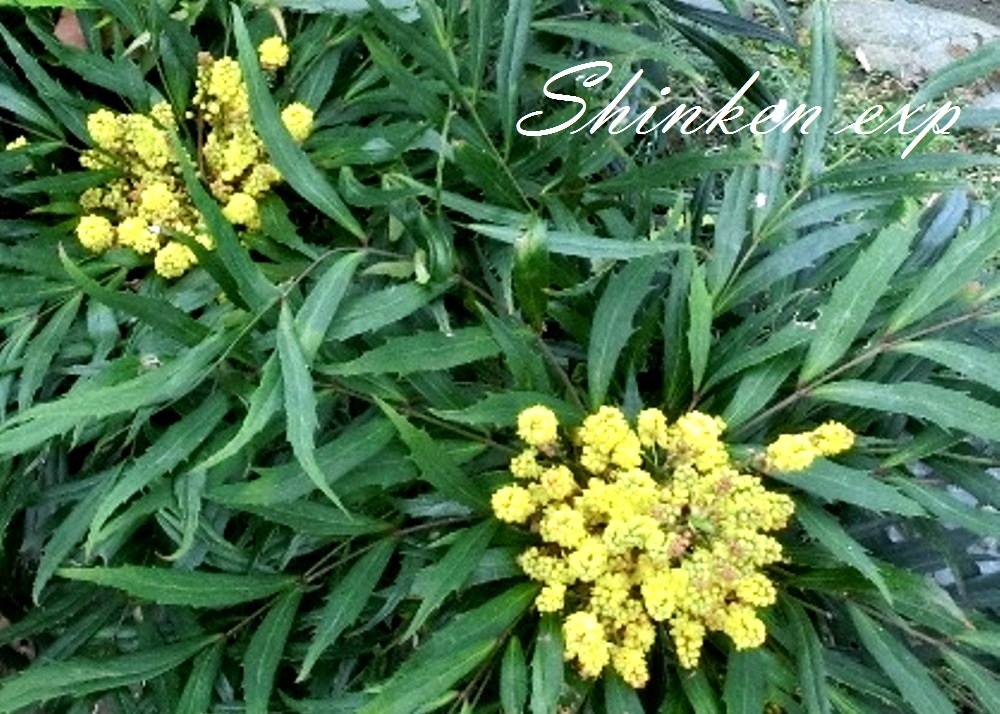 花は鮮やかな黄色