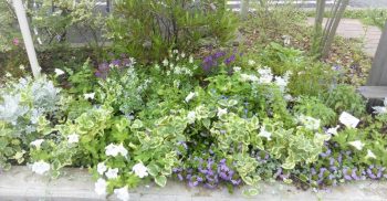 お庭に カラーリーフプランツ を植えてみよう シルバーリーフ編 横浜 川崎のエクステリア 工事なら新建エクスプランニング