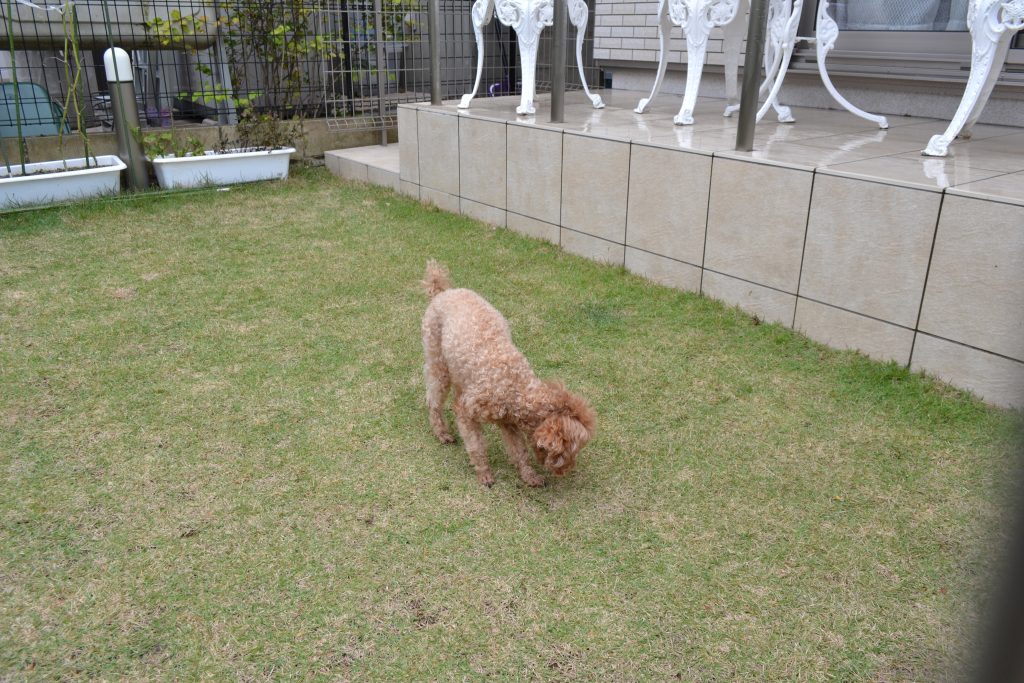 八王子市｜トイプードルのモコちゃん「芝生のお庭ありがとう♪」　N様邸