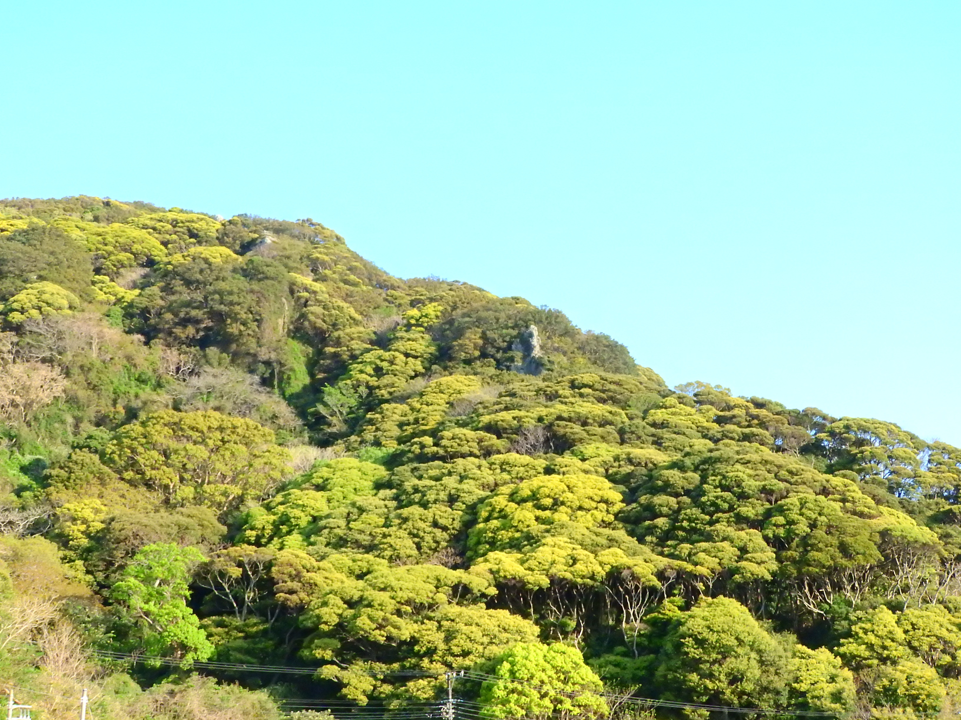 もこもこの山