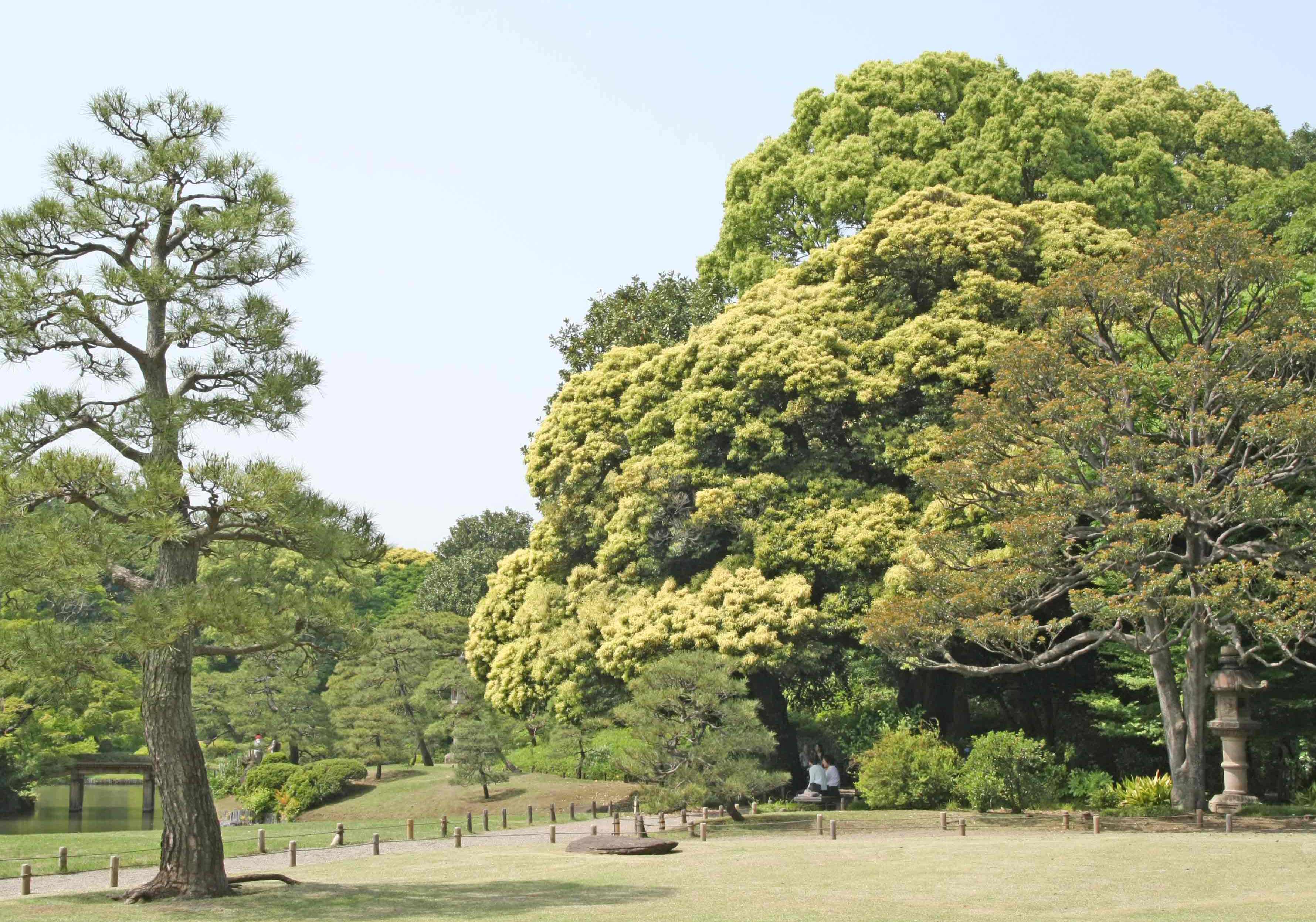 六義園のスタジイ