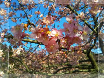 河津桜