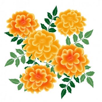  marigold