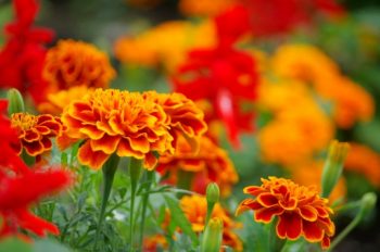  marigold