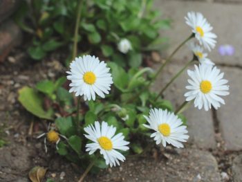 English Daisy