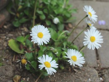 English Daisy 