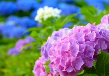 Hydrangea macrophylla