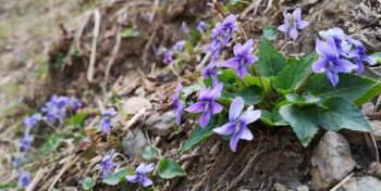 Viola mandshurica