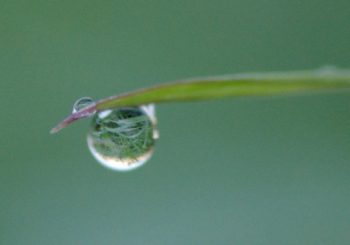 甘雨(かんう)