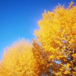 駆け足で過ぎゆく「秋」