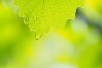 蛙目隠(かえるめかくし)
