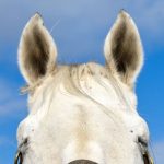 来年の干支は「午(うま)年」ですね…①