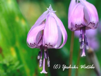 Dogtooth violet