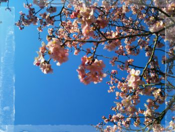 河津桜