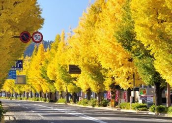 甲州街道のイチョウ並木