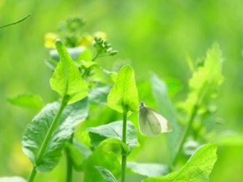 菜の花とモンシロチョウ