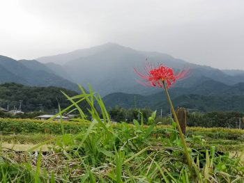 伊勢原市の曼殊沙華