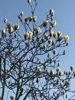 ハクモクレンの花