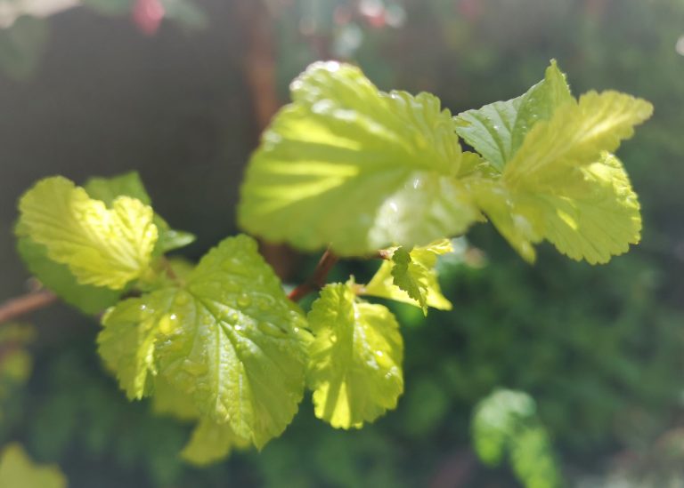 菜種梅雨 と 催花雨 の季節 横浜・川崎のエクステリア 工事なら新建エクスプランニング