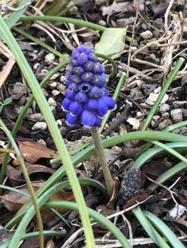 ムスカリの花