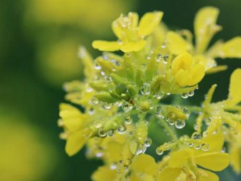 一雨ごとに春となる