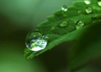 春時雨