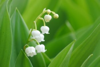 ベル状の花