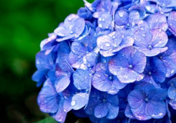 Hydrangea macrophylla