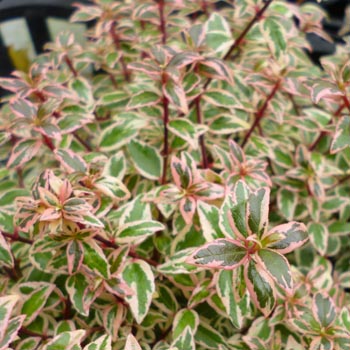 Abelia ‘Confetti’