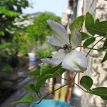 Clematis 