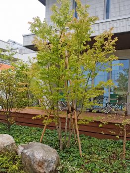 わが社 人気トップ5 のシンボルツリー 横浜 川崎のエクステリア 工事なら新建エクスプランニング