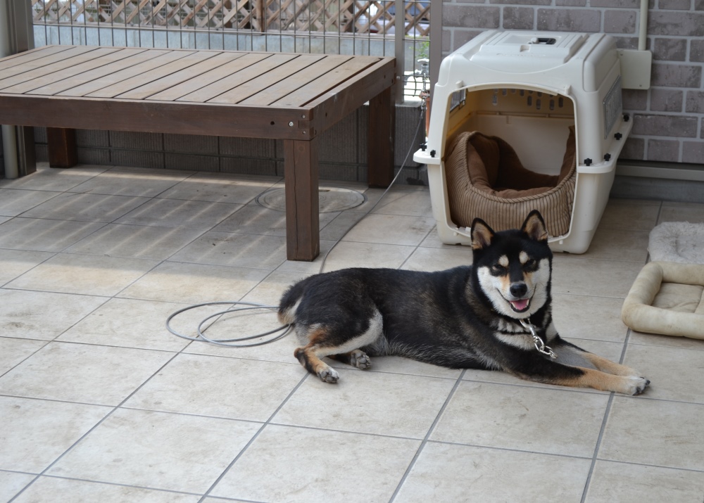 八王子市|愛犬と一緒に生活を楽しむためのリガーデン|M様|