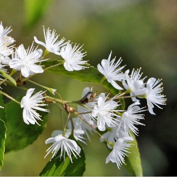 ハイノキの花