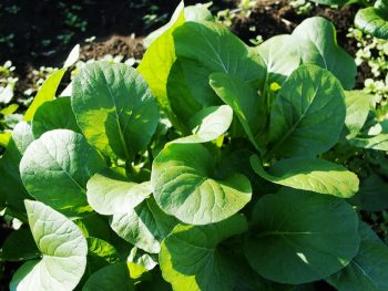 Japanese mustard spinach