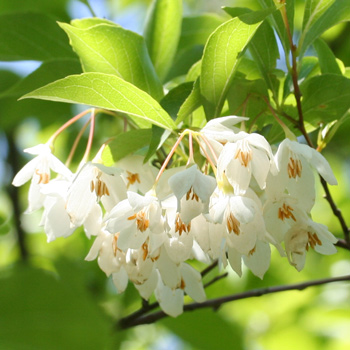 Japanese snowbell