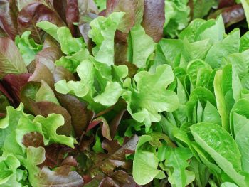 Mesclun