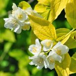 Mock Orange