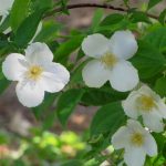 Mock orange 