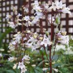 Penstemon digitalis'Huske