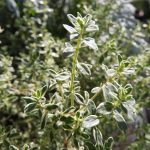 Silver thyme