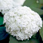 Smooth hydrangea