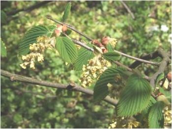 Spike winter hazel