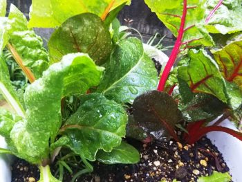 Swiss chard