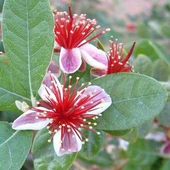 エキゾチックで華やかな花と涼しげなグラデーションの葉色が美しい『フェイジョア』