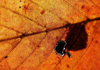 The late autumn walk is colorful♪