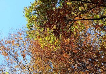 The late autumn walk is colorful♪